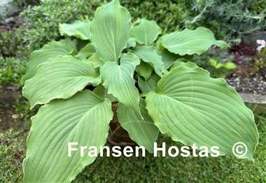 Hosta Earthquake